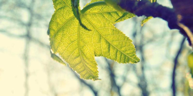 妇科诊疗新视角：中医调理如何通过脾肾双补固冲安胎法应对复发性流产