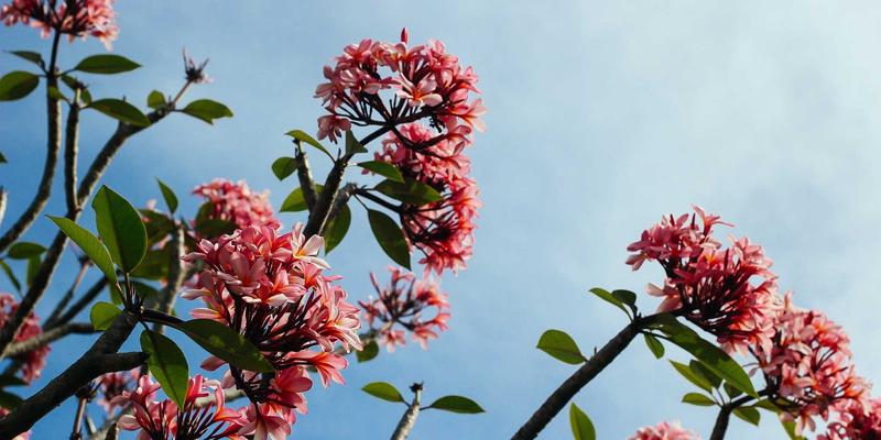 输卵管不通的中医辅助治疗：活血通络与温阳化饮的思路解析